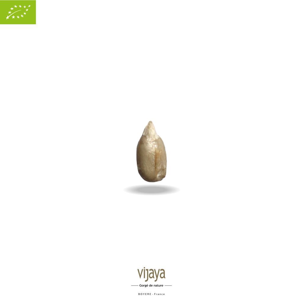 Vijaya
